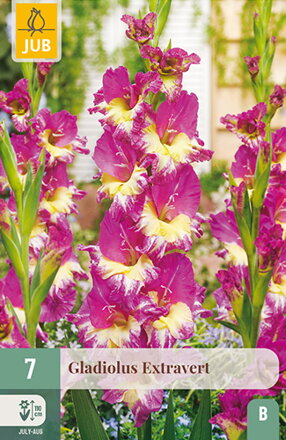 Gladiola veľkokvetá Extravert   