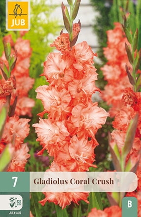 Gladiola veľkokvetá   Coral Crush