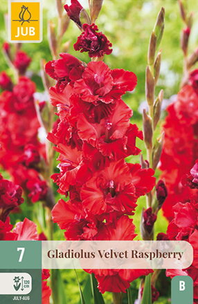 Gladiola veľkokvetá  Velvet Raspbbery