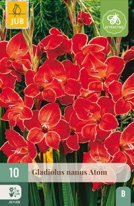 Gladiola nanus  Atom 