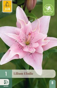 Ľalia ázijská plnokvetá Elodie 