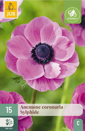 Veternica - Anemone coronaria  Sylphide