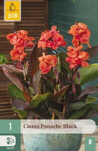 Canna Panache Black