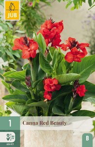 Canna  Red Beauty 