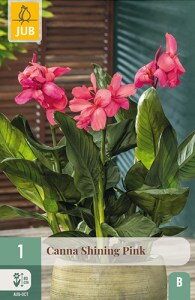 Canna  Shining Pink