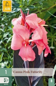 Canna Kana  Pink Futurity