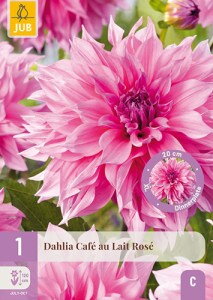Dália Georgína Café au lait  Rose