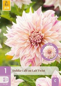 .Dália Georgína Café au lait  Twist