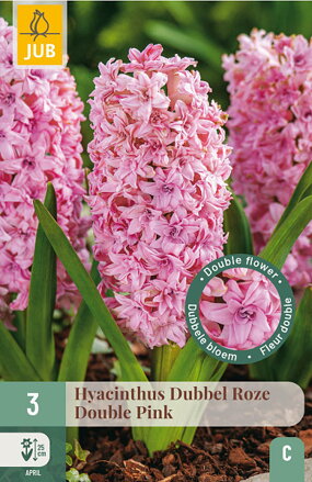 Plnokvetý hyacint - Hyacint Double Pink
