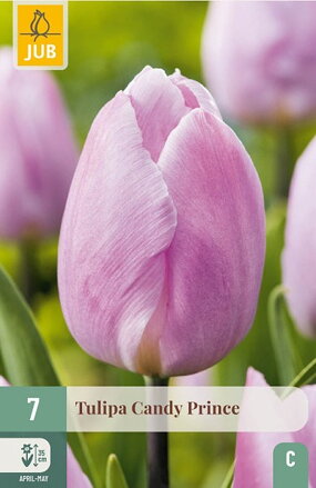 Jednoduchý skorý tulipán - Candy Prince