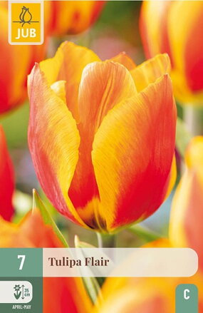 Jednoduchý skorý tulipán - Flair