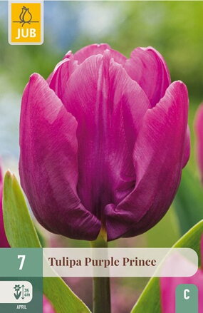 Jednoduchý skorý tulipán - Purple Prince