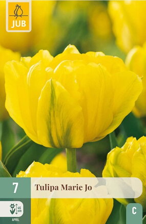 Plný tulipán - Marie  Jo