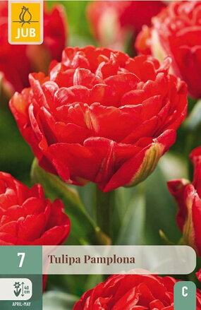 Plný tulipán - Pamplona  