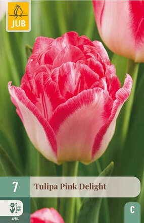Plný skorý tulipán - Pink Delight