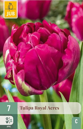 Plný skorý tulipán - Royal Acres