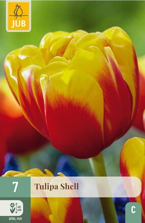 Plný skorý tulipán - Shell              