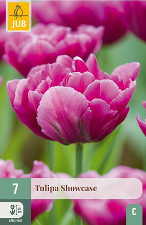 Plný skorý tulipán - Showcase