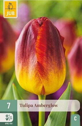 Triumph tulipán - Tulipán Amberglow                            