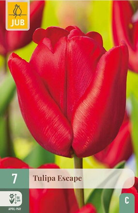 Triumph tulipán - Tulipán Escape
