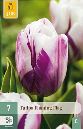 Triumph tulipán - Flaming Flag