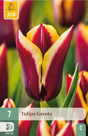 Triumph tulipán - Tulipán Gavota