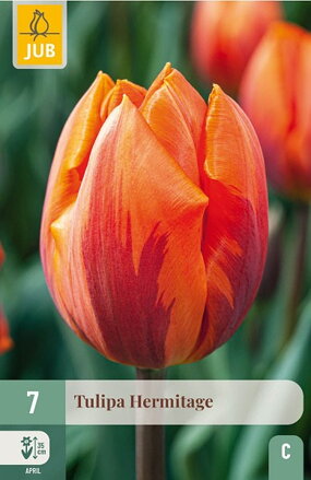 Triumph tulipán - Hermitage