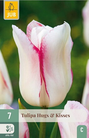 Triumph tulipán - Hugs & Kisses  