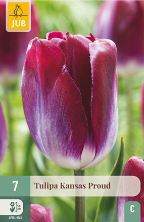 Triumph tulipán - Kansas Proud  