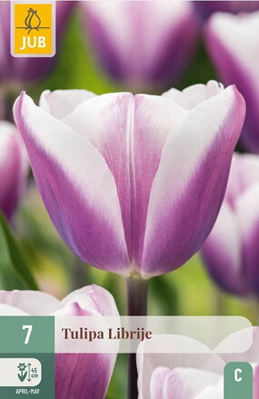 Triumph tulipán - Librije