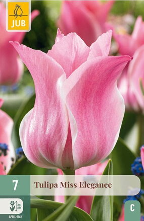 Triumph tulipán - Tulipán Miss Elegance                                
