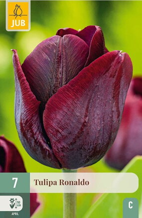 Triumph tulipán - Ronaldo