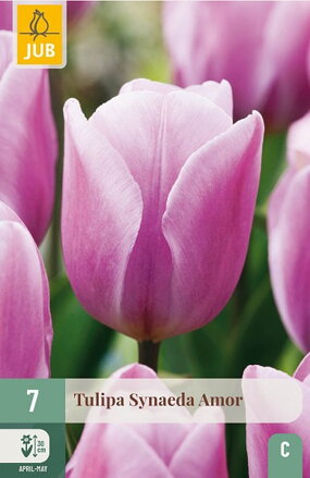 Triumph tulipán - Synaeda Amor