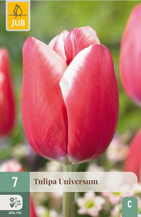 Triumph tulipán - Universum