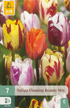 Triumph tulipán - Flaming Beauty Mix
