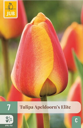 Hybridný Darwin tulipán -  Apeldoorn´s Elite
