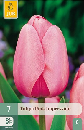 Hybridný Darwin tulipán -  Pink Impression