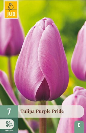 Hybridný Darwin tulipán - Purple Pride  