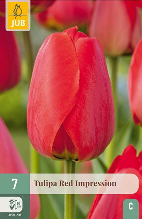 Hybridný Darwin tulipán - Red Impression
