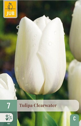 Jednoduchý neskorý tulipán - Clearwater