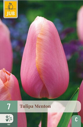 Jednoduchý neskorý tulipán - Tulipán Menton