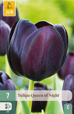 Jednoduchý neskorý tulipán - Tulipán Queen of Night