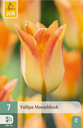 Ľaliokveté tulipány - Moonblush  
