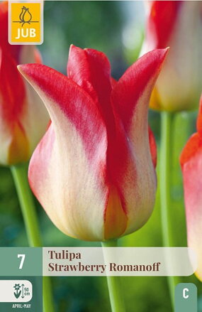 Ľaliokveté tulipány - Strawberry Romanoff
