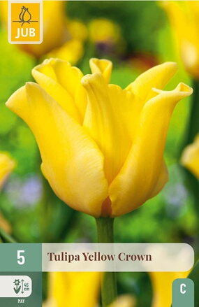 Tulipán - Yellow  Crown