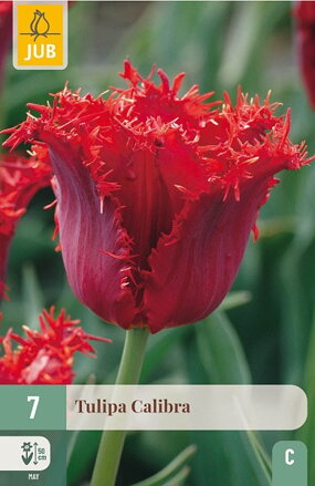 Strapkatý tulipán - Tulipán Calibra               