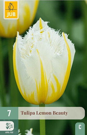 Strapkatý tulipán - Lemon Beauty                        