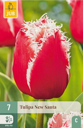 Strapkatý tulipán - New Santa  