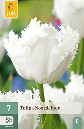 Strapkatý tulipán - Tulipán Noordeinde