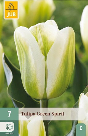 Viridiflora tulipán - Tulipán  Green Spirit